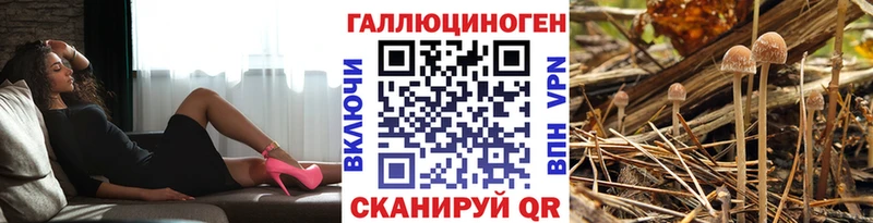 где продают   Петухово  Псилоцибиновые грибы Psilocybine cubensis 